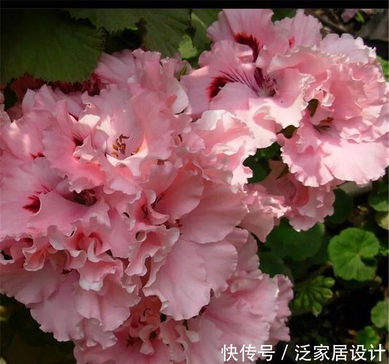 每种■110种天竺葵,每种都超美,看看你认识多少种?