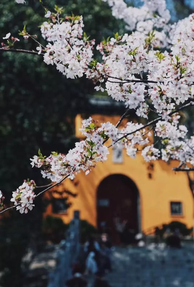 3月最值得去的国内旅行地,有2个很多人没听说过,却有绝美花海!