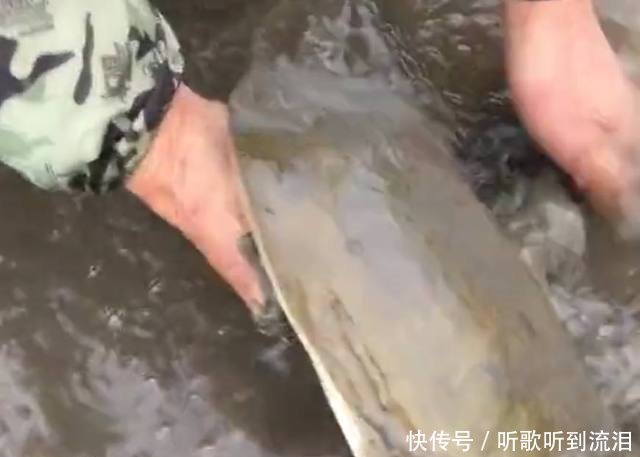 农民养的“它”虽一只价值百元，但产量低，每天都得靠鱼叉捕获