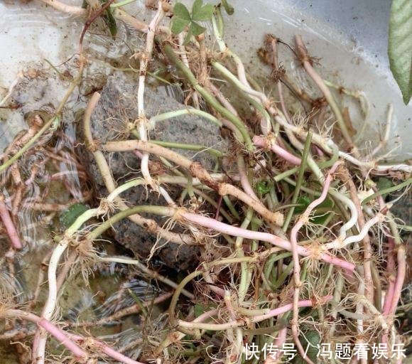  [花盆]河边捞点铜钱草，“半水半土”养，30天迅速长满花盆，贼好养