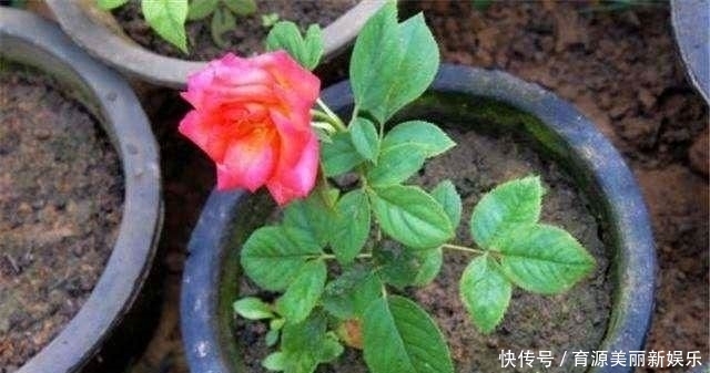 扦插|5种花,适合6月份扦插,精心养护下,7月长满盆