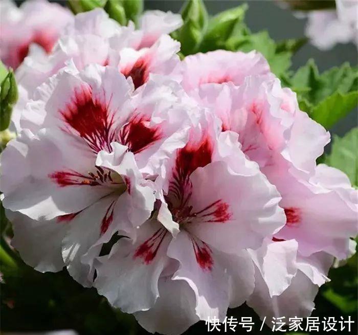 每种■110种天竺葵,每种都超美,看看你认识多少种?