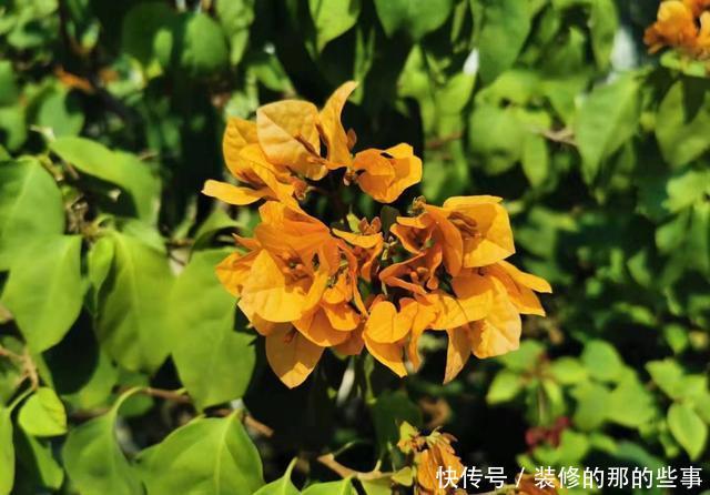 『棵三角』花市买的三角梅,春天换盆时发现塑料袋,想挽救很难了