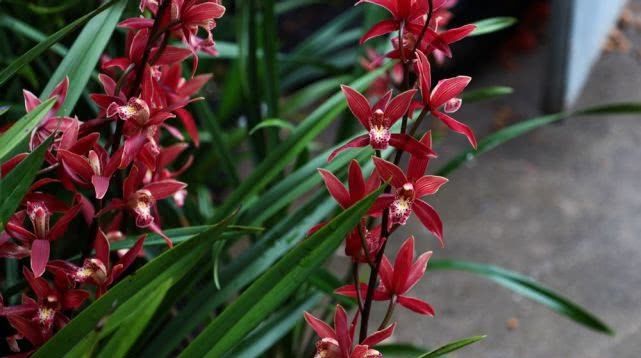  『紫霞仙女』花期最长的兰花，开花几个月，花开“香飘十里”，好养易活物美价廉！