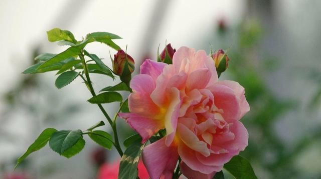 『阳光』这3种植物要多晒太阳,晒的时间越长花开越大,效果明显