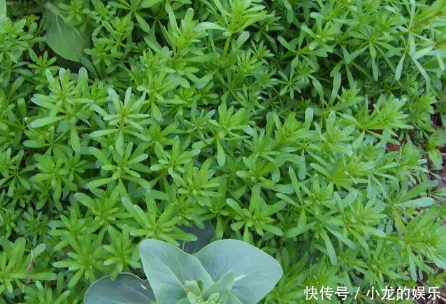 一种导致农作物倒伏减产的害草，城里卖的比肉还贵，一斤30块