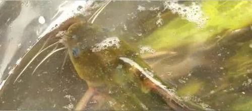  产值@啥养殖新模式？能每亩纯利润近万元，光卖鱼产值就有26万！