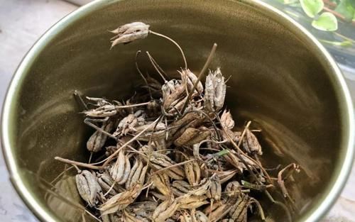  【翻天】5种花，名字土掉渣，架势却不小，花一开美翻天！