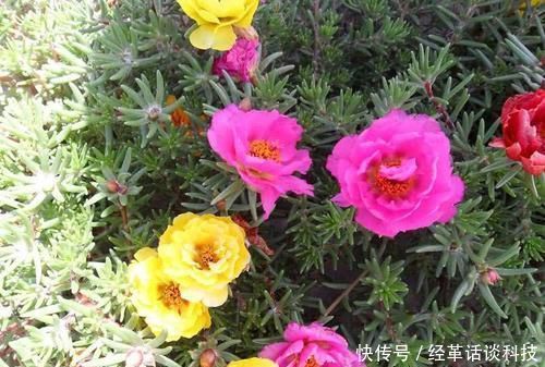 松树皮■没人要的小东西,可是养花宝贝,捡一点掺盆里,全年不用施肥