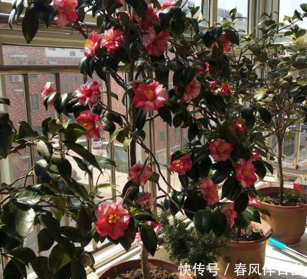  「不停」把茶花养壮，“4步”必不可少，不停长叶长花苞