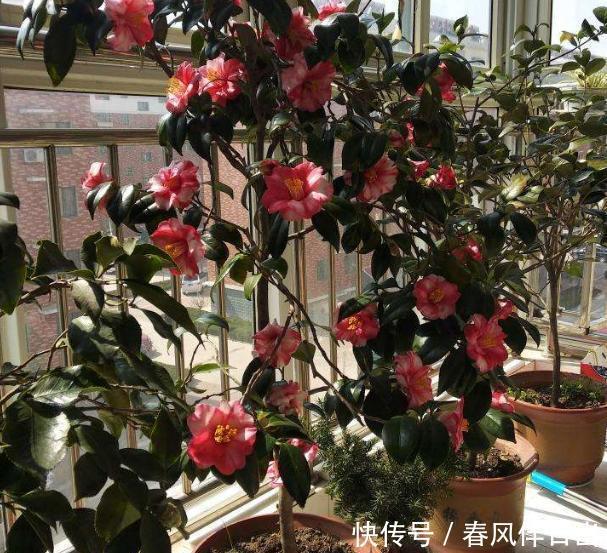 「不停」把茶花养壮,“4步”必不可少,不停长叶长花苞