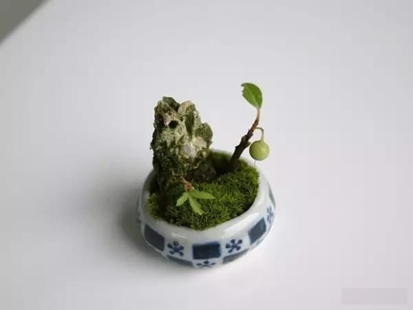  「极豆」治愈系的极豆盆栽