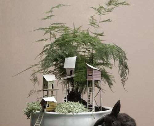  楼下@文竹老长得“乱糟糟”，楼下大爷教你“几招”，叶片青翠，枝形美