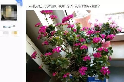  适合扦插：8种花别养老桩，小心老了不开花，变成木疙瘩！