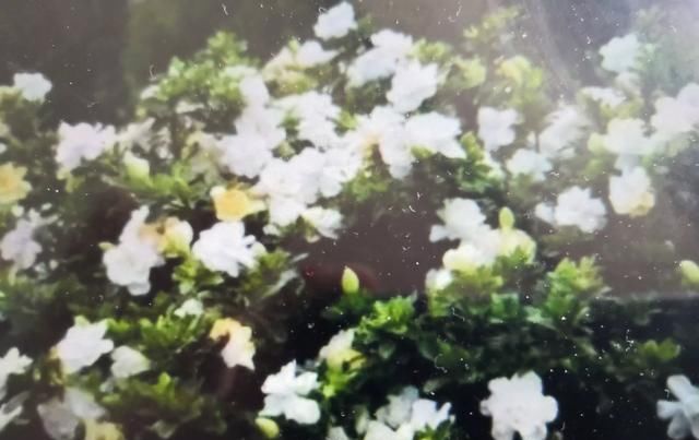  『嫁接』栀子花嫁接在枇杷树上能活吗？
