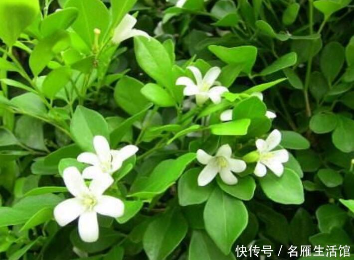 养护:茉莉花扔了吧!此花一年开180天,四季飘香,说啥都要养一盆