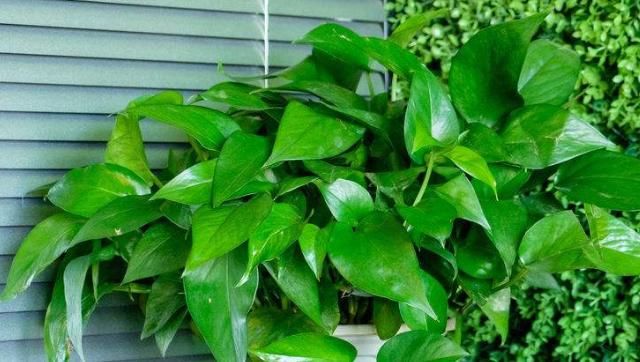  『快速』养护绿萝和吊兰，这个“细节”需要注意，可快速长爆盆！