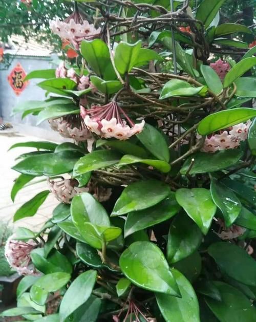 『三角梅』有院子的话，一定养这花，开花大又香！
