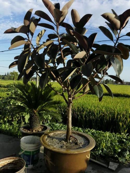  『新芽』百搭盆栽橡皮树，养护3个窍门，效果棒，蹭蹭冒新芽，长成室内树