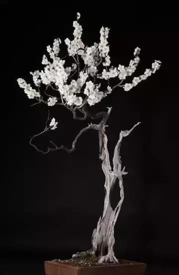 盆景展 ,美美美 !