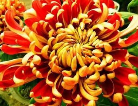  [暗淡]喜欢菊花，就养盆“菊中珍品”万山红遍，花朵鲜艳美丽，幽香暗淡