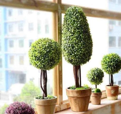  【空气中】新房子甲醛多该怎么办？居家摆放3种植物盆栽，既美观又实用