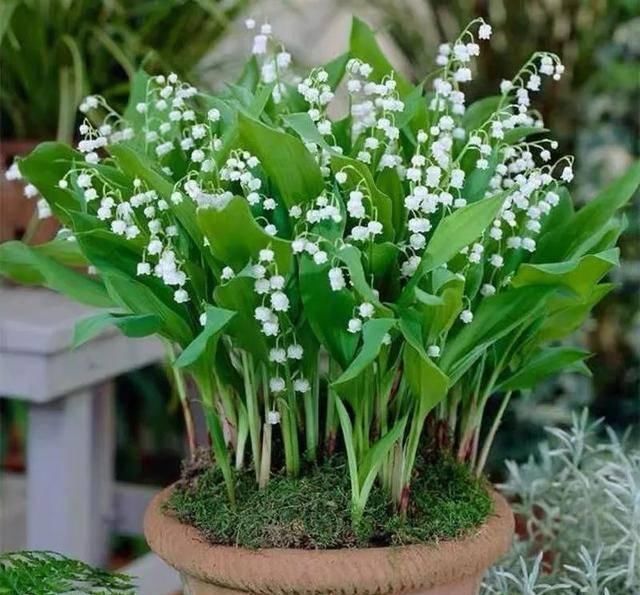  『天使』喜欢白色？这五种“洁白花”不可错过，美如雪中天使