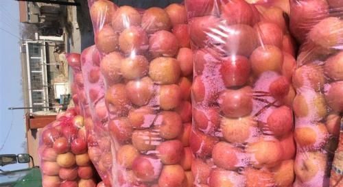  「秦观」结果特别多，个个长不大，收购价2毛一斤，全当贱果卖