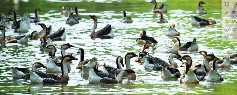  「低能」现在养什么比较稳，以下几种养殖成本较低能赚钱.亩收入