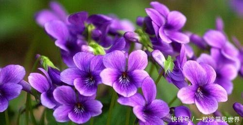  『老人』年轻人不懂的小紫花，老人见了很珍惜，价值高好看又好吃