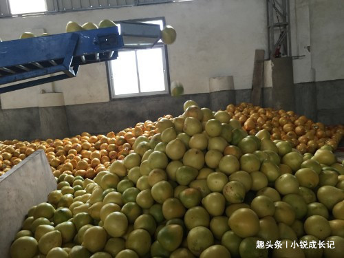  「贡品」曾为古代贵族贡品，如今满世界泛滥，冒牌货害苦了农民