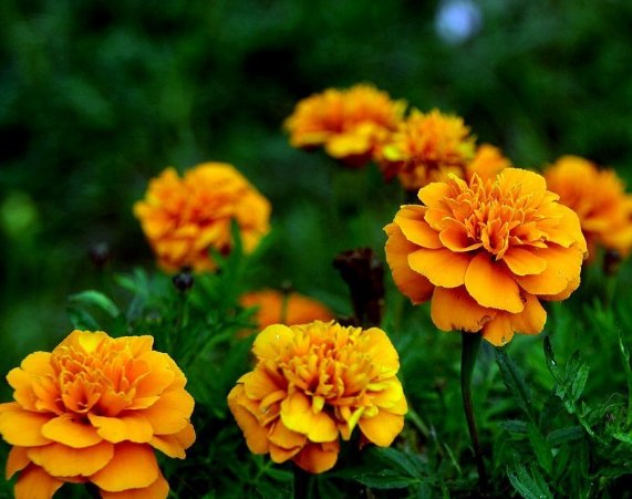  「开爆」此5种花朵，菊花中的“战斗花”，新手也能养成花球，年年开爆盆