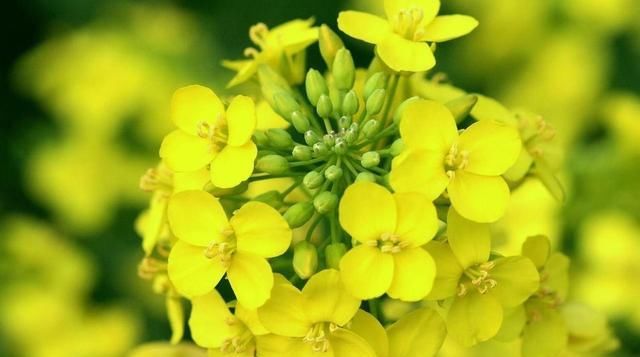  『花开满』长筒花,花色多样,花朵像长长的小喇叭,养护得当花开满盆!