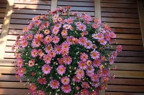 #玛格丽特#网红开花神器格丽特,一开300多天,做好3点,盆盆爆成大花球