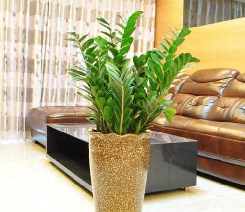  「吸收」客厅盆栽花选2种植物做盆景，既好看又招财，连净化器都省了