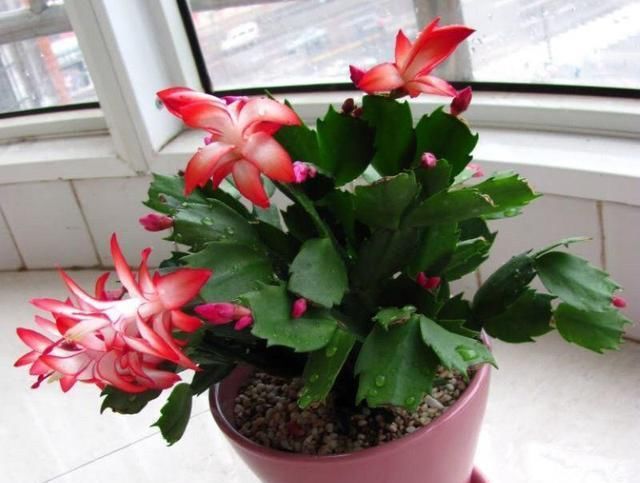 种花草：很好养的6种花草，扦插生根快，花儿开成团，漂亮易养活