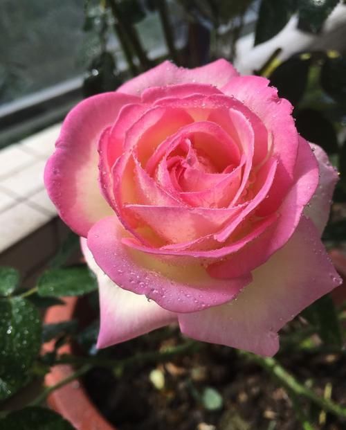 【花开】养花就养高颜值的,花色妖艳妖娆,花开妖嫩轻盈,如蕾丝花边太美