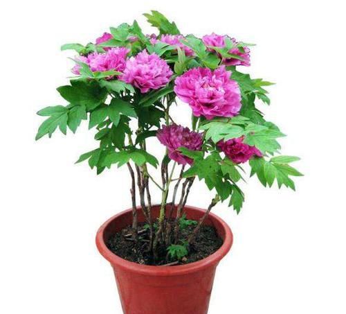  『季节』牡丹花适合在哪里栽种，什么季节适合栽种牡丹花？