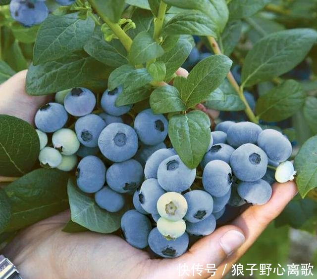 『蓝莓』阳台种蓝莓,几个小绝招,一串花一串果,一盆一百多