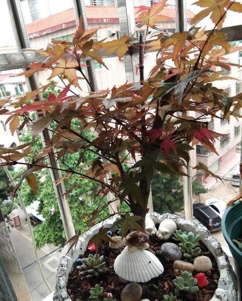  「优美」野山坡折根枫树枝，回家随手插盆里，几天变身优美盆景！