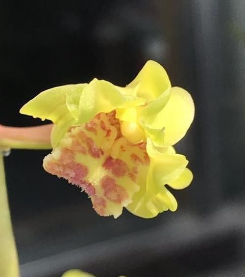  #花香#花色最高贵的兰花，花量超高，花瓣飘逸，花香浓郁，养花就选它
