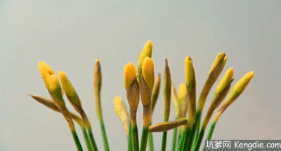  大名花之首：【欣赏】 中国十大名花，第一名意料之中