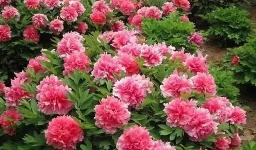  入手：开花多观赏度高，适合养在家中，我国的经典植物，想入手赶快了