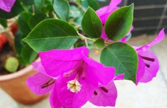  「烂漫」阳台首选此款花卉，家养一盆绚丽多彩，花势猛不黄叶，烂漫又迷人