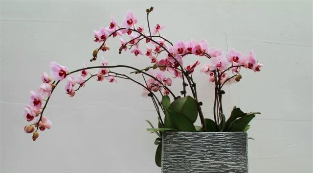  「偷懒」蝴蝶兰开败后，还不做这“2步”？想要偷懒那就等着“看盆”吧！