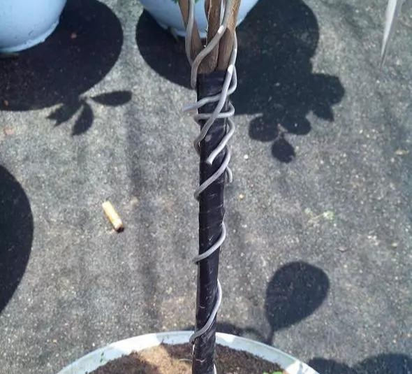  [枝条]3根茶花小苗绑一起,枝条成倍长,又粗又壮