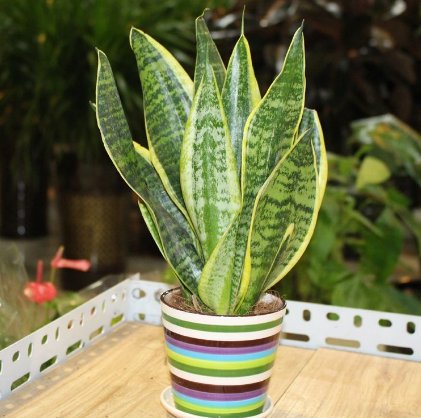  『霸占』5种“懒人花”，不管不问反而爆盆，花色清新美丽，霸占整个阳台