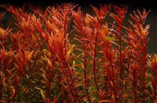  一大■比铜钱草好看的花，7天爆满一大缸，多到家里堆不下