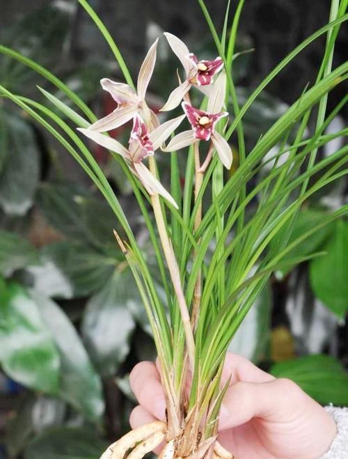  「艳丽」曾天价一苗的兰花，现已普草价，花色艳丽，花香浓郁，是养兰首选