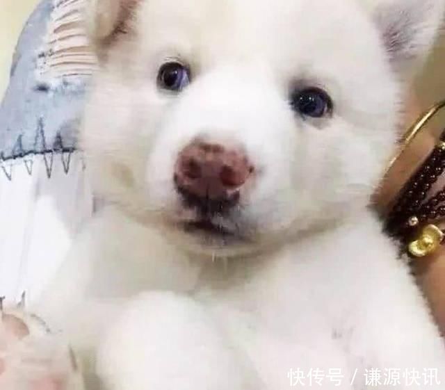  「哈士奇」哈士奇生了1只稀有的二哈，主人笑开花，但是狗妈妈却一脸凝重
